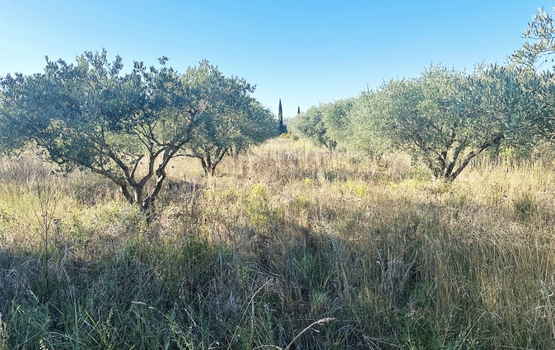 Annonces CLERMONT L'HéRAULT : Terrain | POUZOLS (34230) | 0 m2 | 19 800 € 