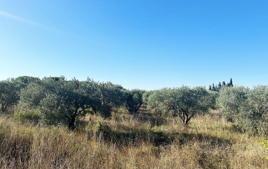 Annonces CLERMONT L'HéRAULT : Terrain | POUZOLS (34230) | 0 m2 | 19 800 € 