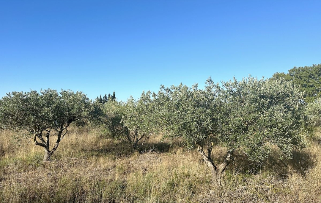 Annonces CLERMONT L'HéRAULT : Terrain | POUZOLS (34230) | 0 m2 | 19 800 € 