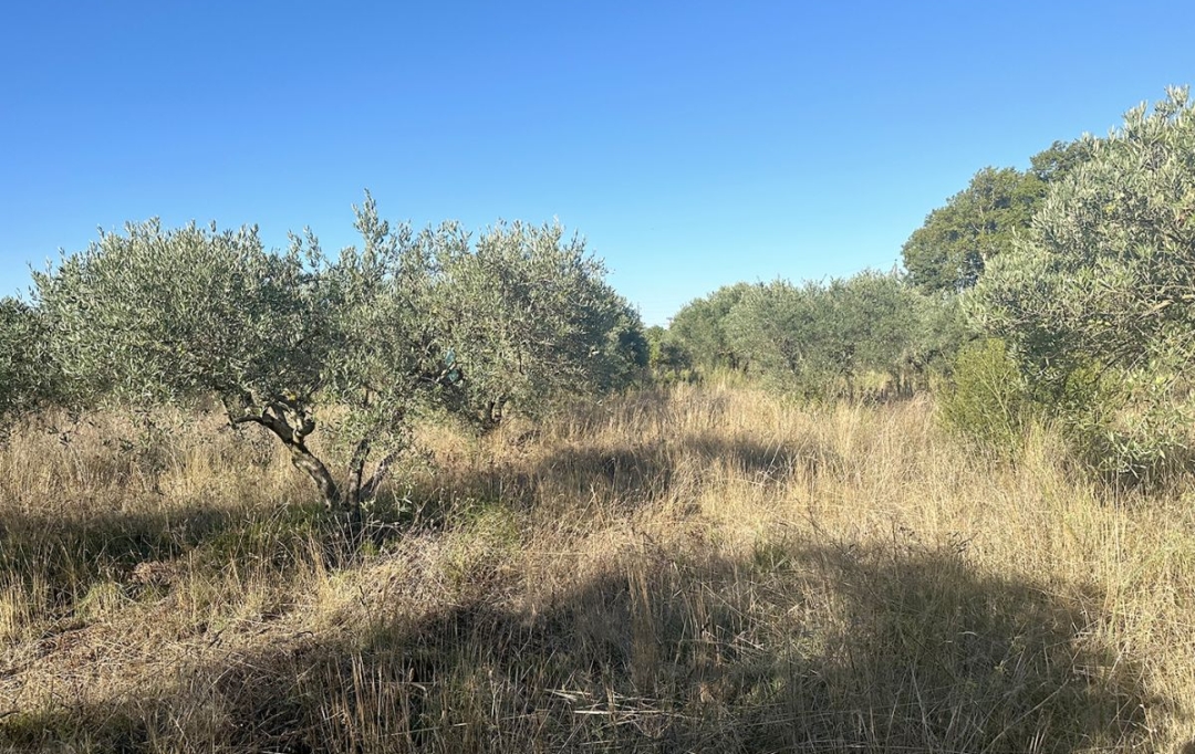 Annonces CLERMONT L'HéRAULT : Terrain | POUZOLS (34230) | 0 m2 | 19 800 € 